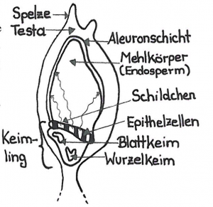 Keimen der Gerste zum Bierbrauen